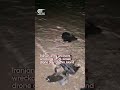 Iranian army uncovers wreckage of US Israeli drone over Qeshm Island