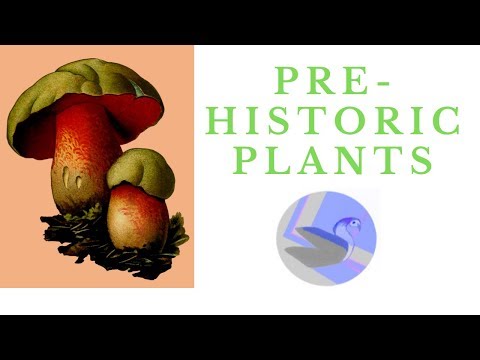 Top 6 Prehistoric plants