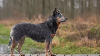 How to Train Your Australian Cattle Dog for Search and Rescue Missions