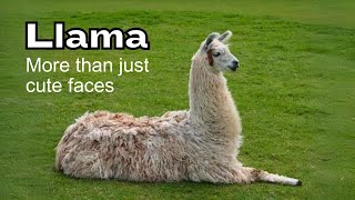 Amazing Llama Facts That Will Blow Your Mind