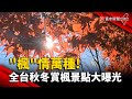 &#39;楓&#39;情萬種! 全台秋冬賞楓景點大曝光｜#寰宇新聞@globalnewstw