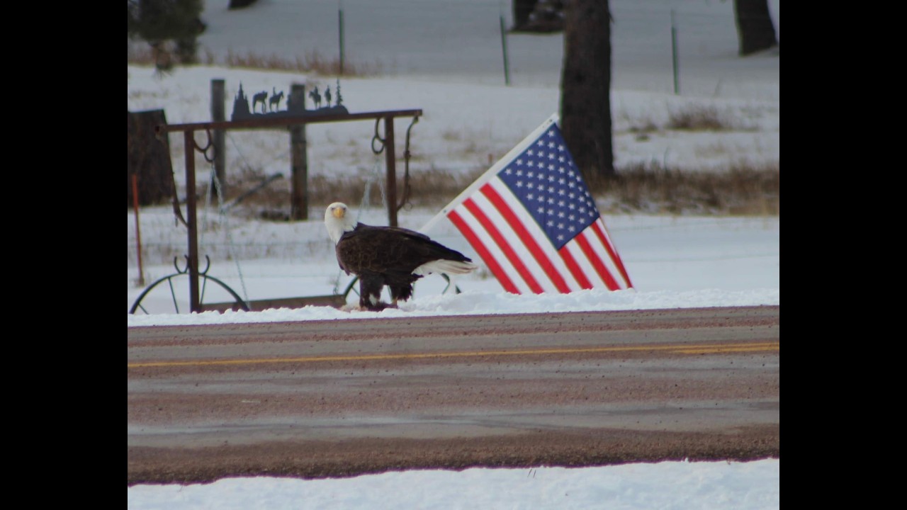 Visited From a Bald Eagle! Majestic!