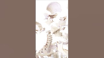 💀 Exploring the Bones of the Skull 💀  #medicalanimation