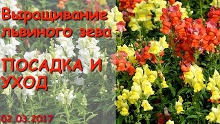 Выращивание львиного зева. Часть 1 - Посадка и уход