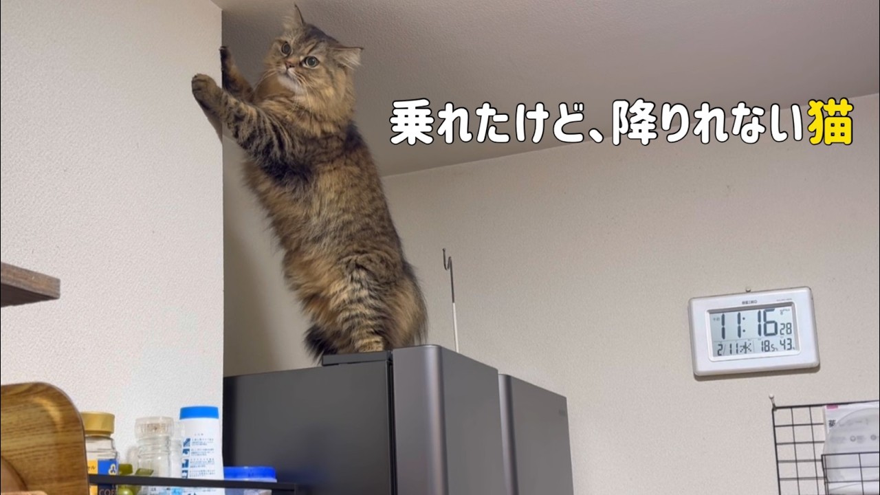 冷蔵庫の上から降りたくない？ネコ