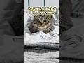 絶対ニヤける猫映像5選www #猫 #猫のいる暮らし #猫動画 #ねこ #可愛い #かわいい #癒し #ペット #動物 #2ch #shorts