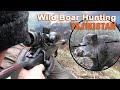 Wild boar hunting in Tajikistan / 2021(Chasse Sanglier Battue)