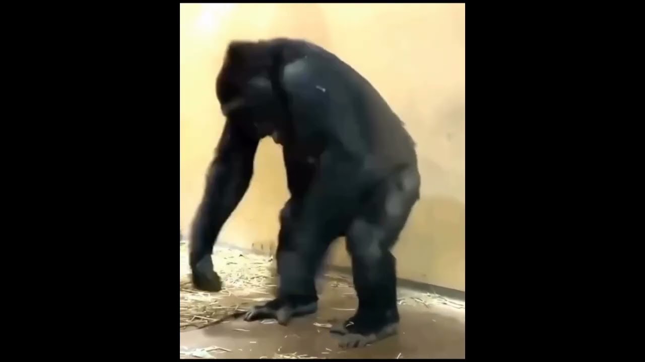 Dum dum dumbuli maki jumbuli jumbuli maki 😂