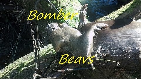 Trapping out West Part 12..Big bomber Beavers & finally some muskrats