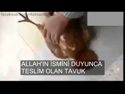 ქათამი რომელმაც \"ალლაჰუ აქბარ\"ის თქმაზე ჩაბარდა