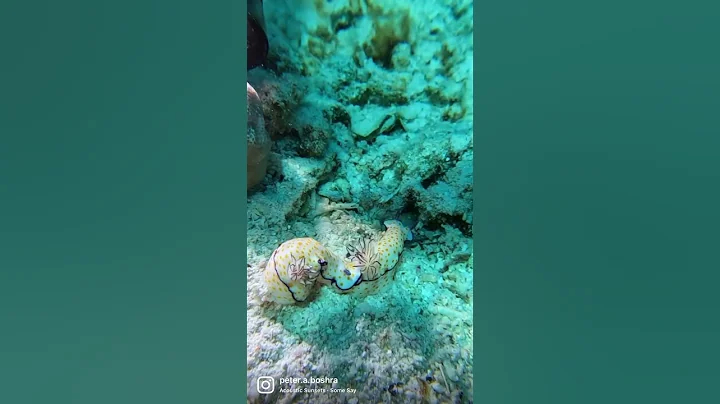 Goniobranchus