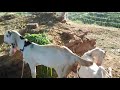 Goat meeting first time try