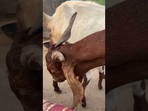 عنزة في صحراء ثار ت رضع صغيرها بحنان وكأن دفء الأمومة يغلب صمت الرمال