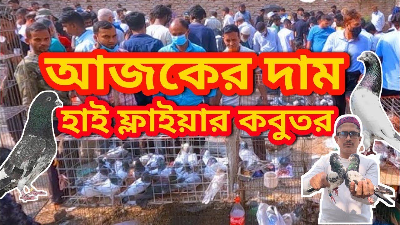 নয়াবাটি হাটখুলনা High Flyer কবুতর হাট | Kabootar Cast#pigeon #birds #kabutar #kabootarloft05 