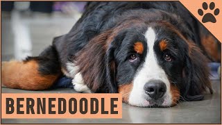 Bernedoodle - Mix of Poodle and Bernese Mountain Dog