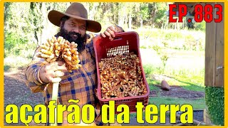 colhendo açafrão da terra