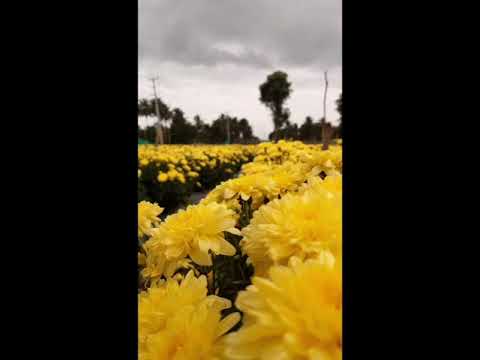Video: Chrysanthemum In A Flower Garden