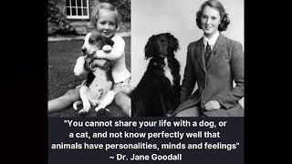 Jane Goodall passes away (1934 - 2025) tributes & quote (3) (UK) - UK News - 2/Oct/2025