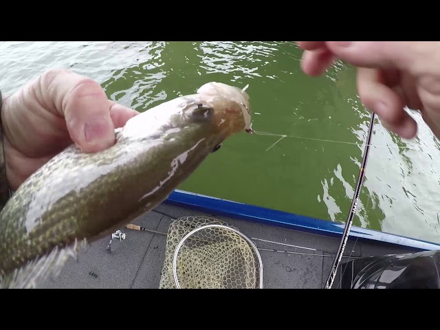 Tube Bait Trick for Crappie 