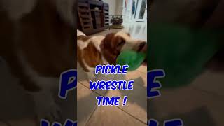 Green Pickle Playtime ?    #puppy #bassethound #basset #dog
