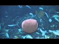Colorful and Reflective Creatures of the Galapagos | Nautilus Live