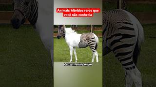 Animais Híbridos Que Você Não Conhecia