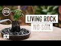 ROCKIN' WITHOUT SOIL! Hydroponics on Lava Rock | DIY Garden Projects | Gardening Australia