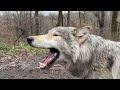The most magical sound is a wolf howl