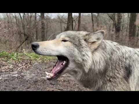 The Most Magical Sound is a Wolf Howl