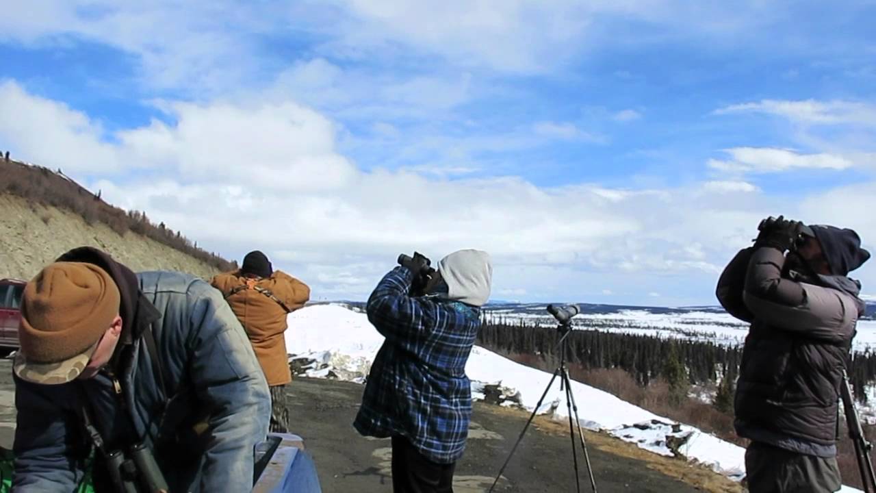 Gunsight Mountain, Alaska HawkWatch YouTube