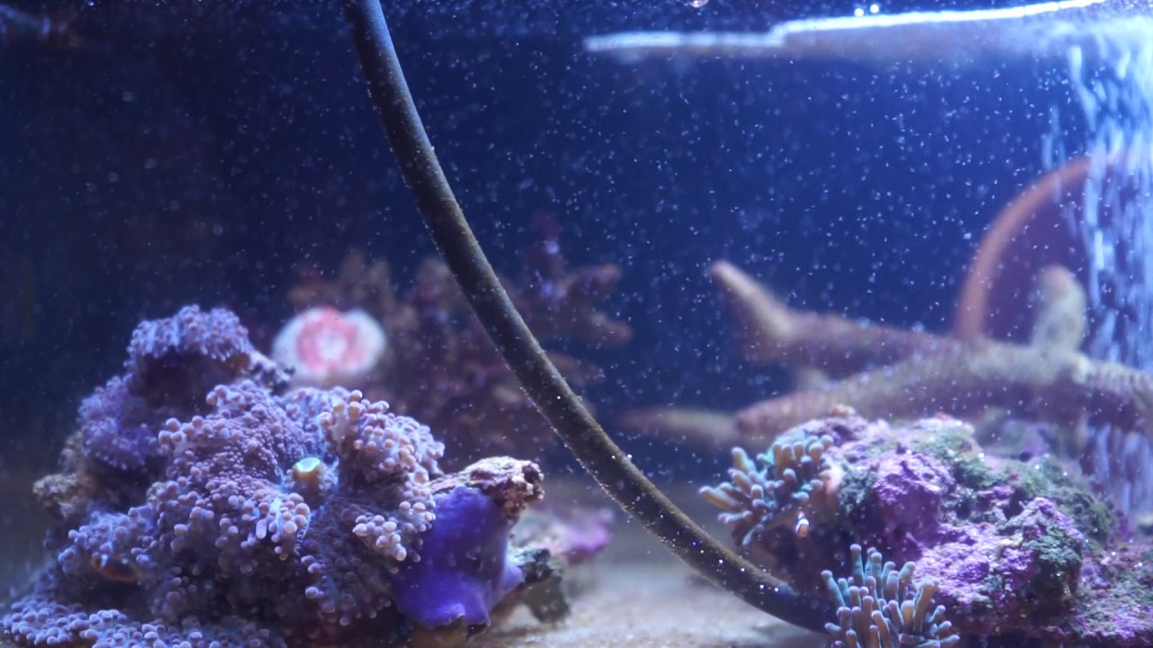 11 Tage alte Anemonenfische - Amphiprion Frenatus Weißbinden-Glühkohlen