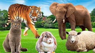 The animals in the zoo - elephant, tiger, rabbit, horse - Animal paradise by Animal Paradise 120,400 views 1 year ago 8 minutes, 41 seconds