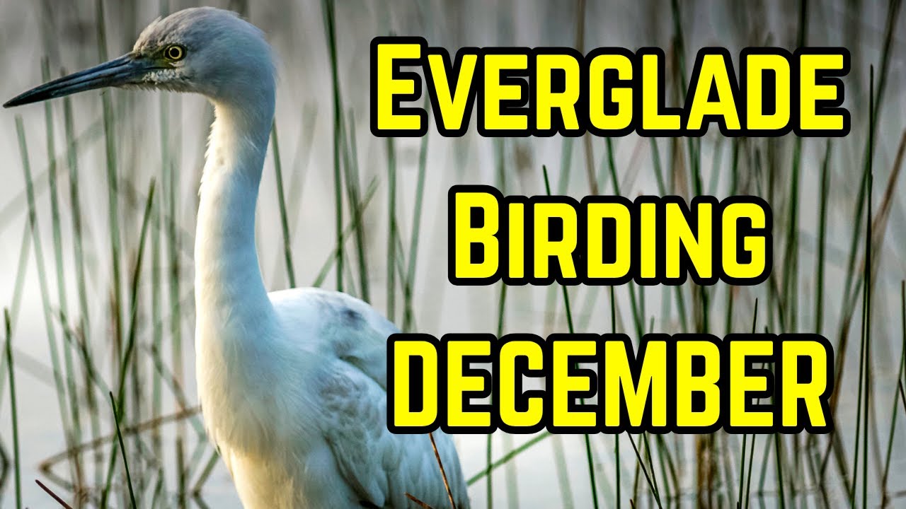 Birding Everglades National Park | What You’ll See in December