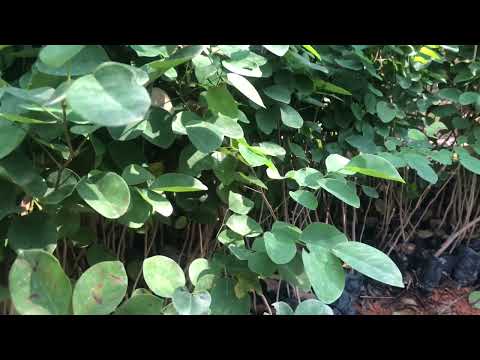 Video Trắc Đỏ giống gỗ quý lâu năm | giá trị không hề nhỏ... - youtube