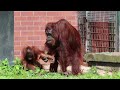 Adorable orangutan kisses mum and goes ape