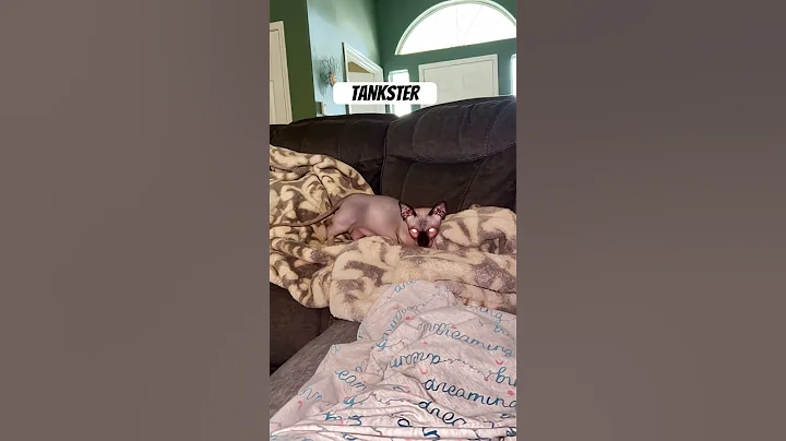 Video 11771271: adorable sphynx kittens, sphynx baby kitten