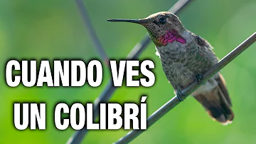 ¿Qué significa que un colibrí vuele delante de ti?