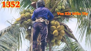 Cây Dừa quá nhiều trái nhưng phải cưa bỏ ? Cutting coconut tree