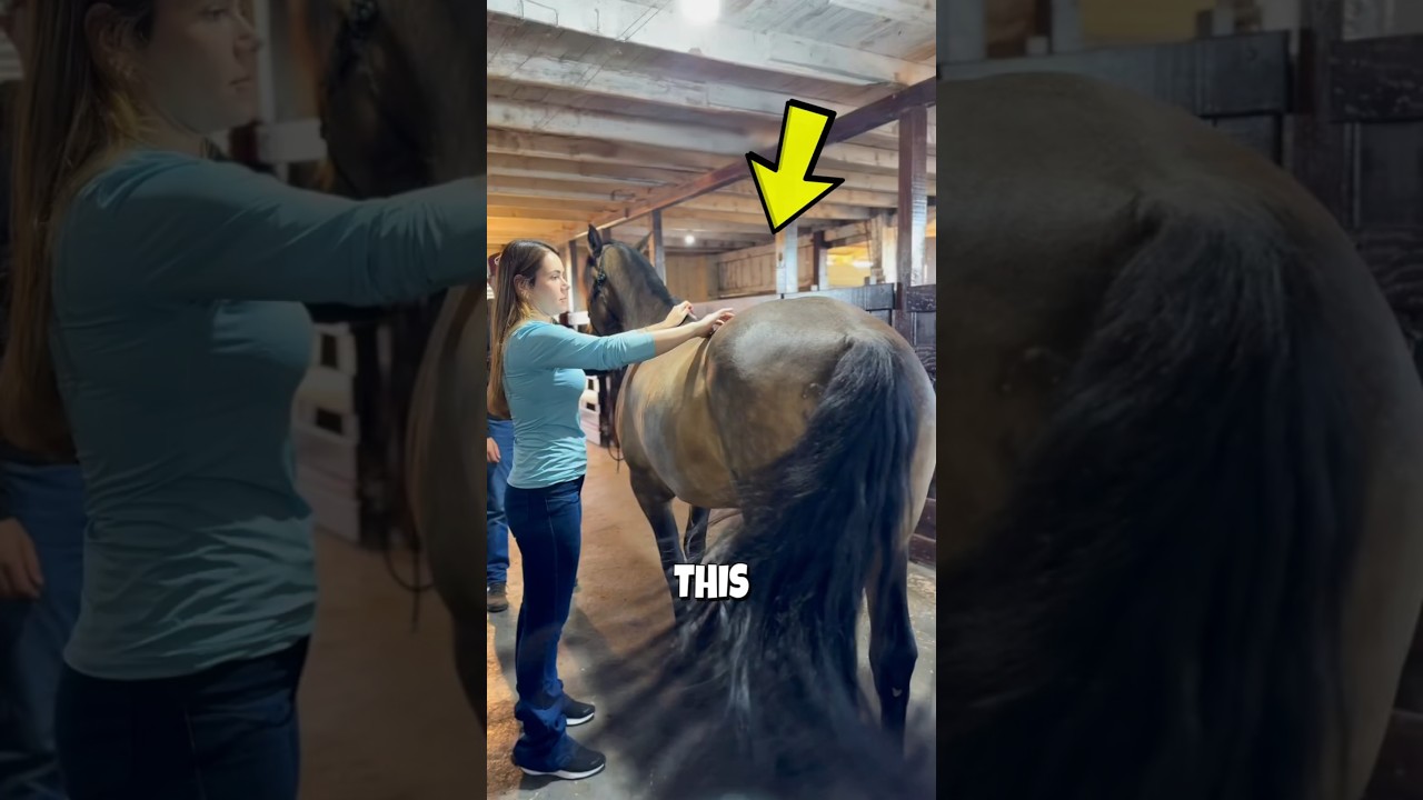 She Used a Tiny Needle to Stop This Horse’s Pain 🥹