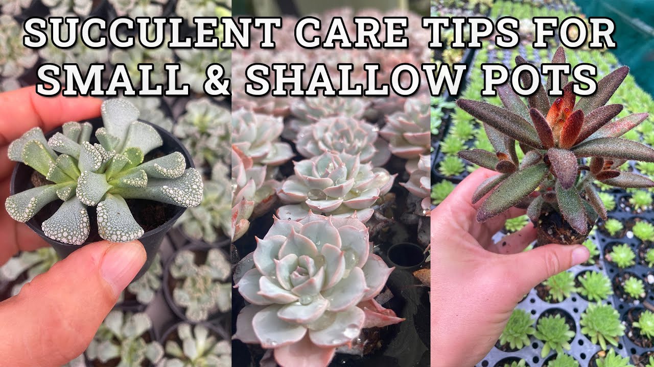 How To Plant Succulents In Small Pots