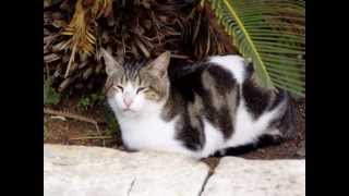 My Choice - Zarzuela: Malta Cats