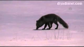 TİLKİ'NİN YEM ARAYIŞI // ARDAHAN// 11 MART 2015