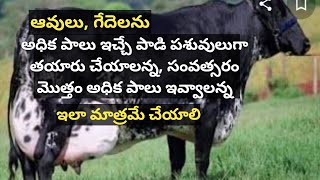 How to Prepare High Milk Yielding Buffaloes and Cows and more milk for long period in telugu