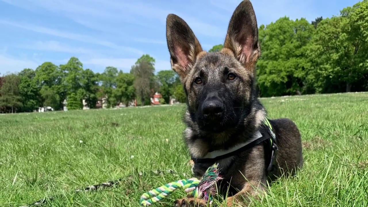 German Shepherd puppy playing fetch YouTube