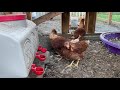 The unboxing of pullets shipped from meyer hatchery