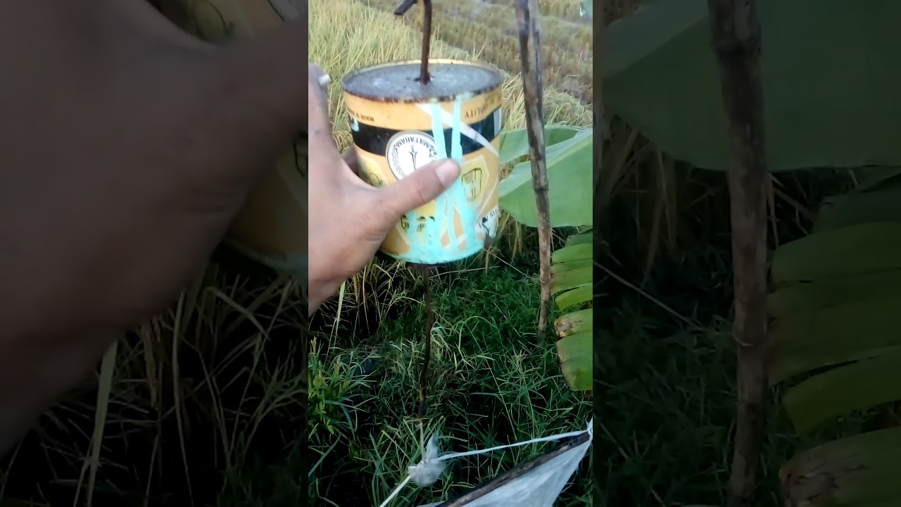 CARA AMPUH MENGUSIR TIKUS SAWAH - YouTube