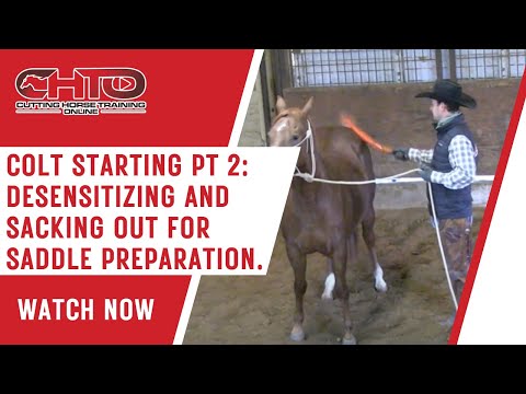 Colt Starting Pt 2 — Desensitizing and Sacking Out for Saddle Prep