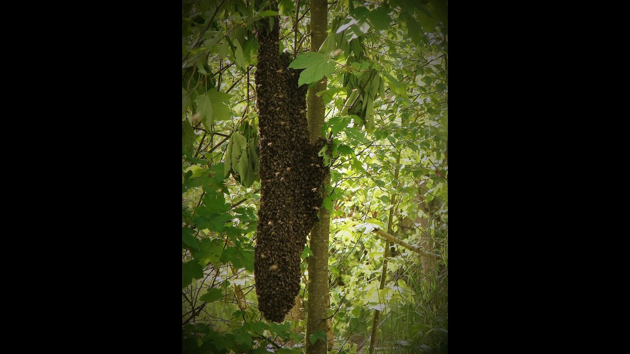 Рой поймал-аж ноги подкосились.....)