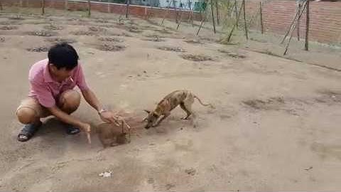 Chó Phú Quốc con bắt chuột của trại chó phú quôc sài gòn