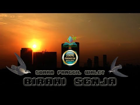 sp.-birahi-senja-suara-panggil-walet-paling-top